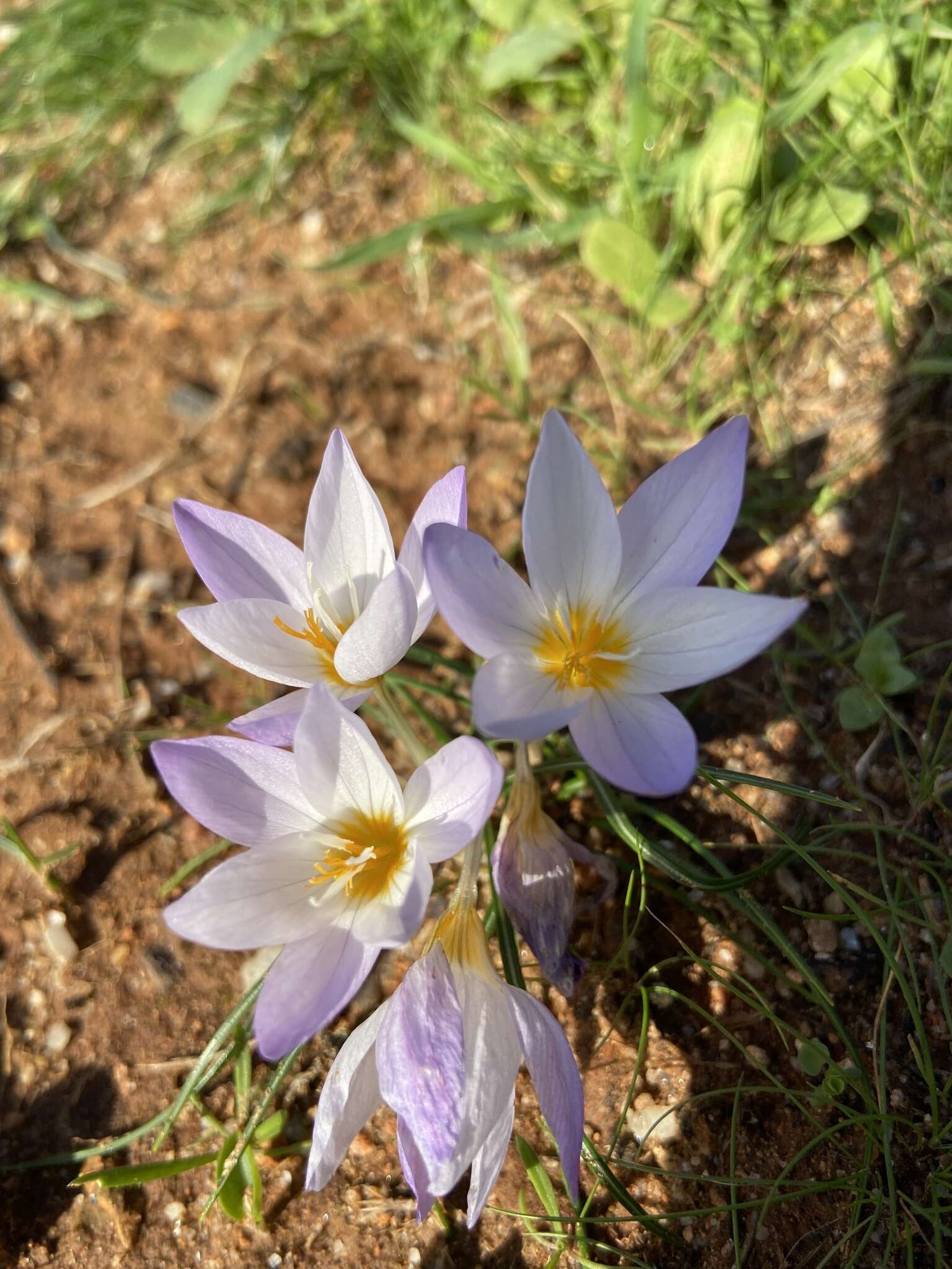 Image of smooth crocus