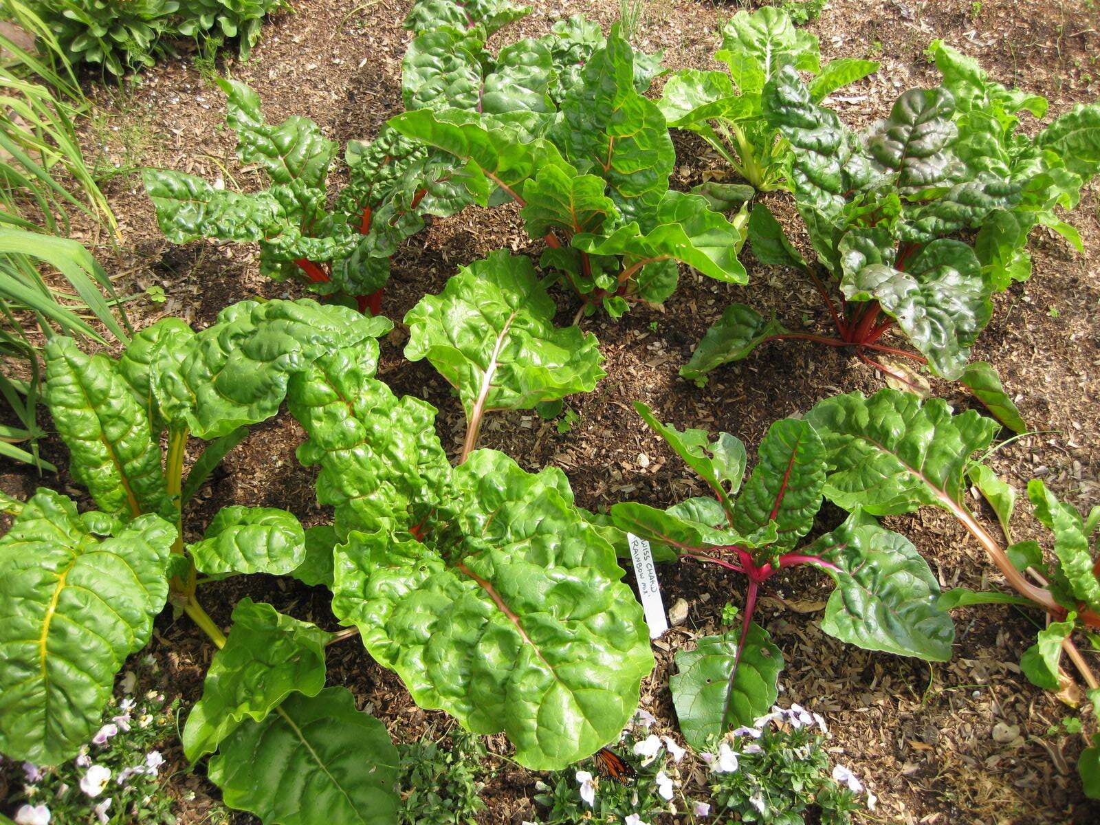 Image of Beta vulgaris subsp. vulgaris Cicla