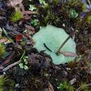 Image of Cyrtostylis tenuissima (Nicholls & Goadby) D. L. Jones & M. A. Clem.