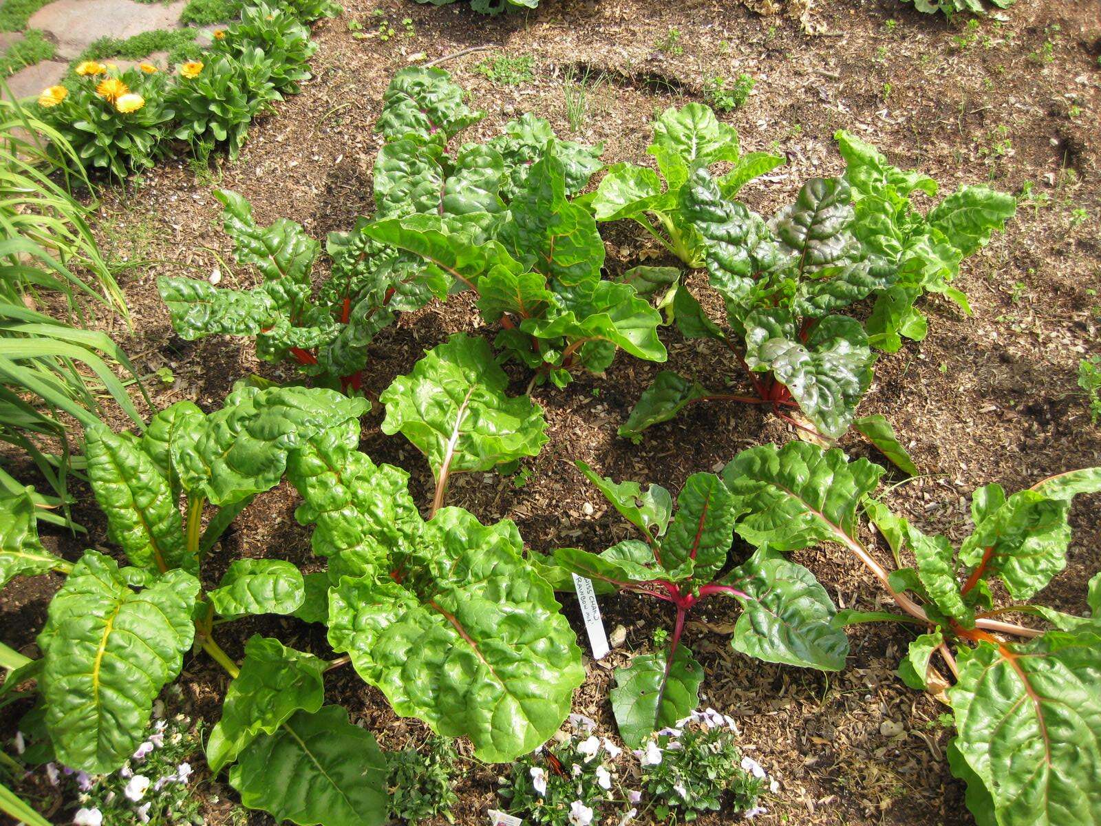 Image of Beta vulgaris subsp. vulgaris Cicla