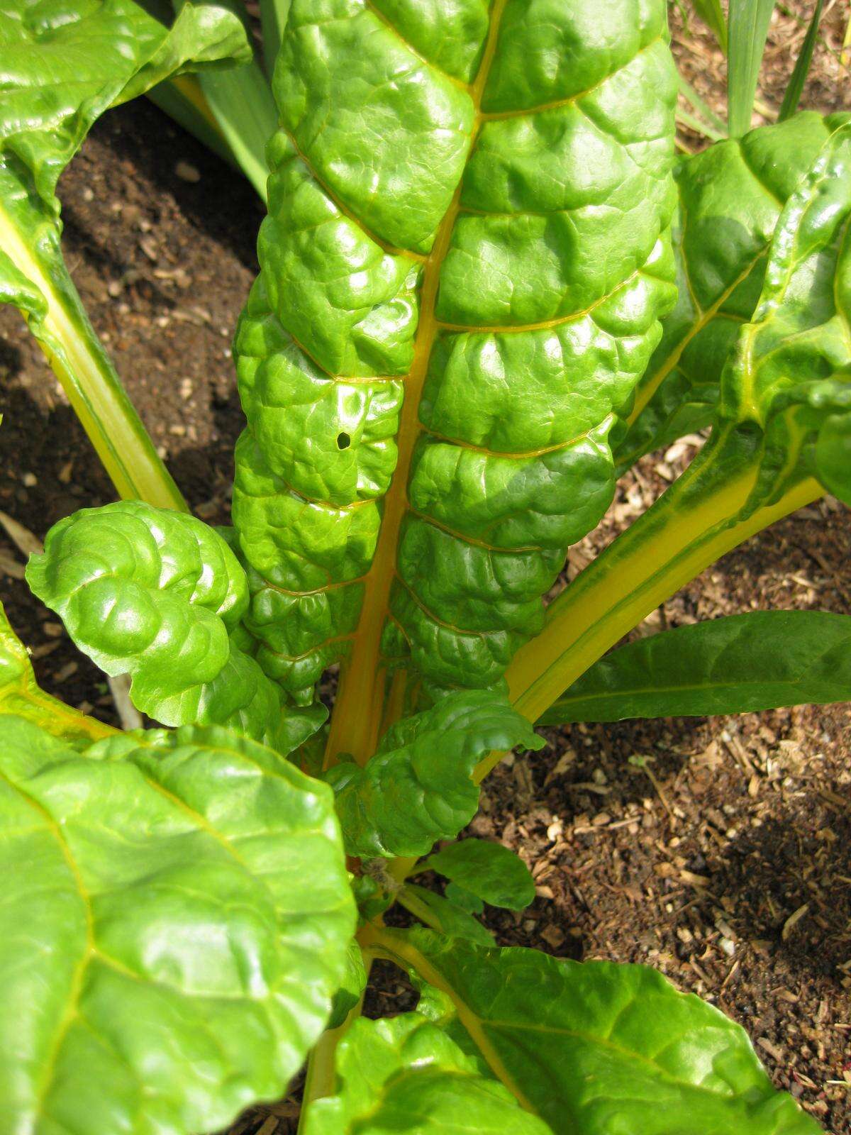 Image of Beta vulgaris subsp. vulgaris Cicla