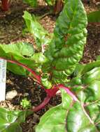 Image of Beta vulgaris subsp. vulgaris Cicla