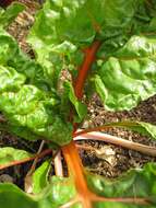 Image of Beta vulgaris subsp. vulgaris Cicla