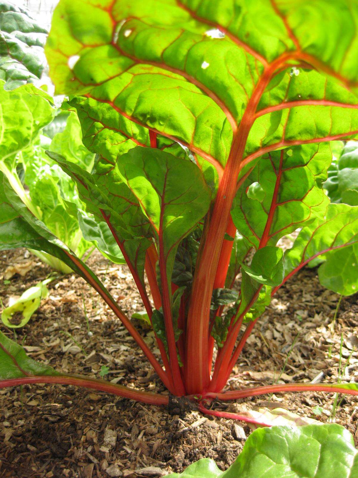 Image of Beta vulgaris subsp. vulgaris Cicla