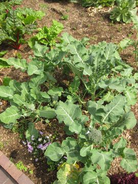 Image of <i>Brassica oleracea</i> var. <i>italica</i>