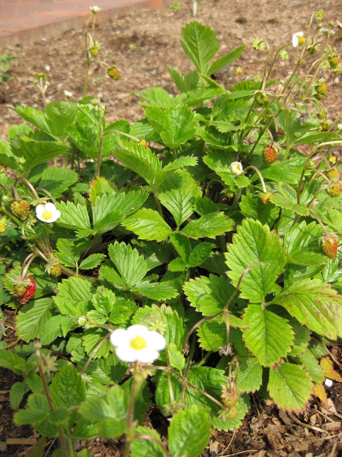 Image of woodland strawberry