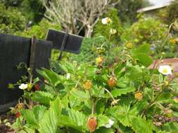 Image of woodland strawberry