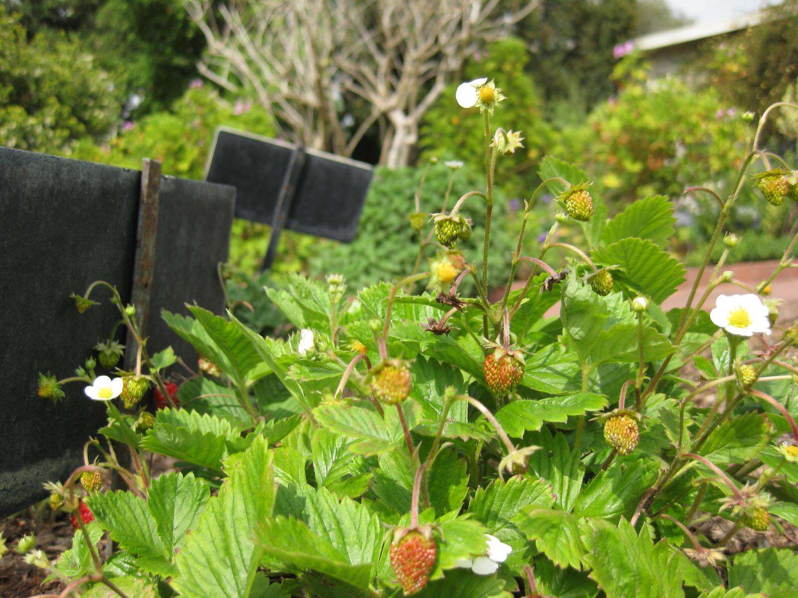 Image of woodland strawberry