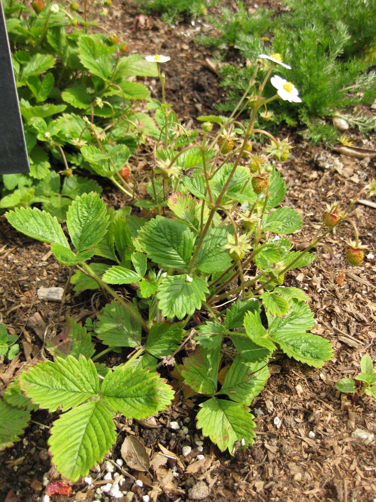 Image of woodland strawberry