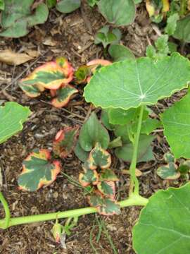 Image of Garden Nasturtium