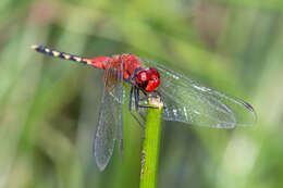 Image of Barbet Percher