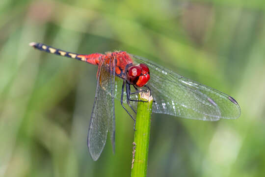 Image of Barbet Percher