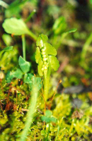 Image of crenulate moonwort