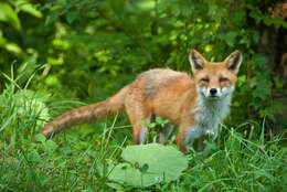 Image of Vulpes vulpes schrencki Kishida 1924