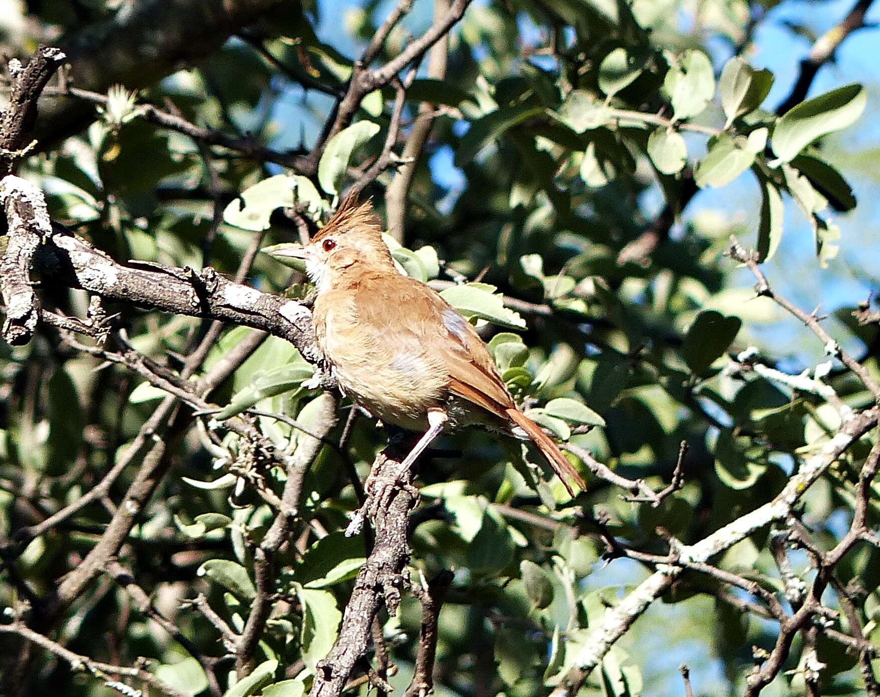 Image of Crested Hornero