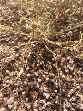 Eryngium aristulatum subsp. parishii (Coulter & Rose) R. M. Beauchamp resmi