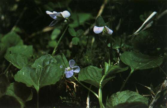 Слика од Viola nephrophylla Greene