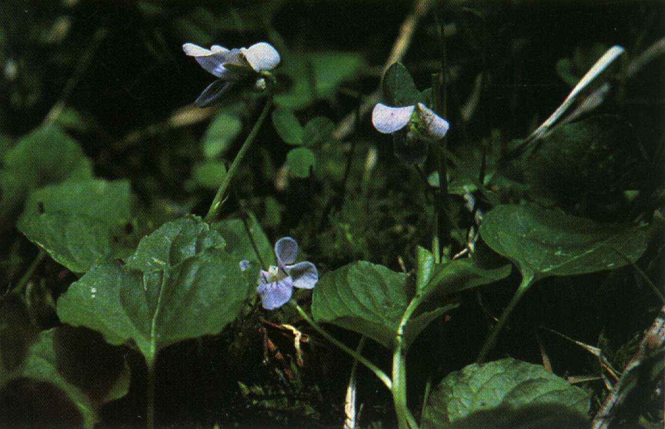 Image of northern bog violet