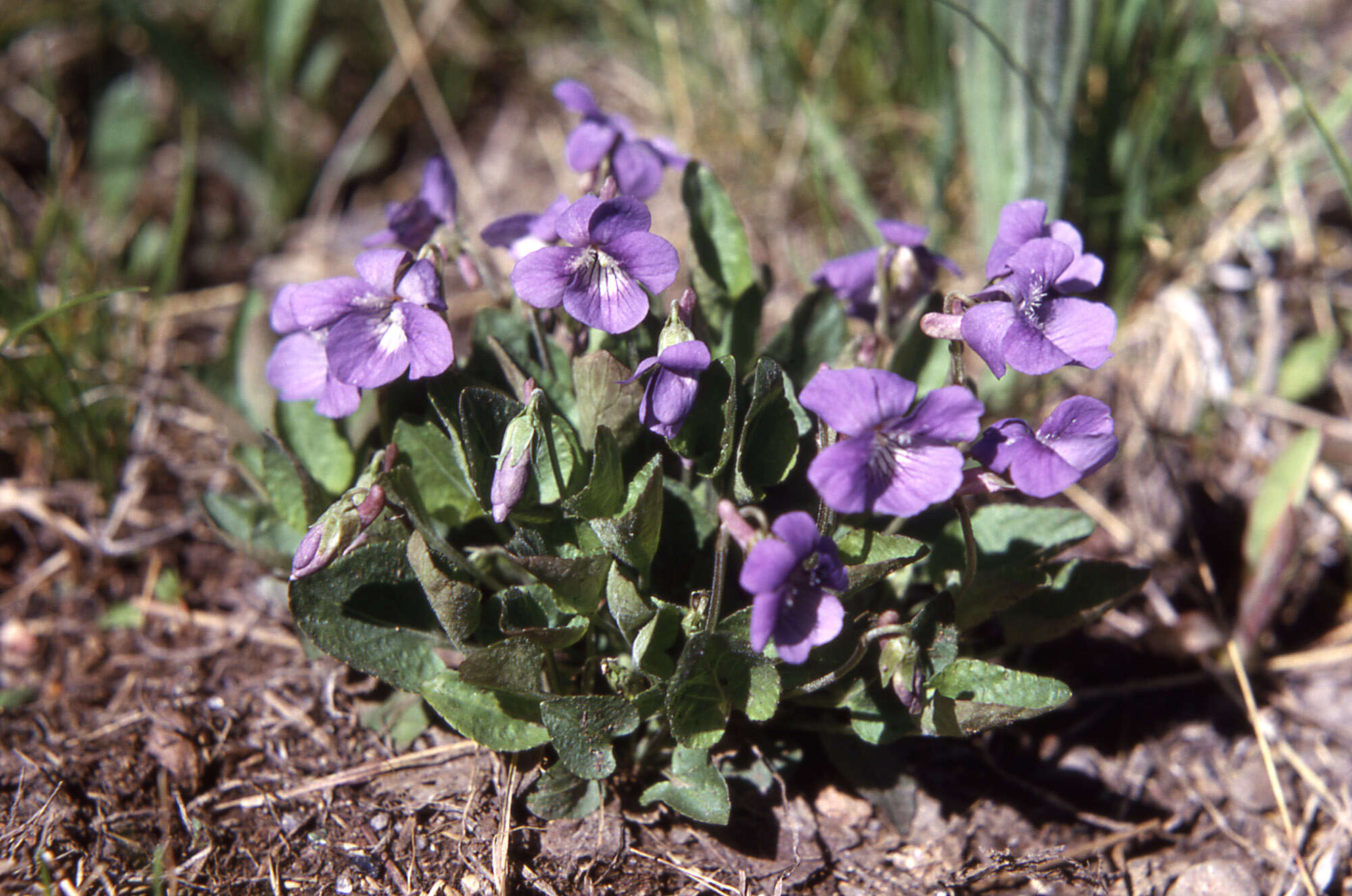 Слика од Viola nephrophylla Greene