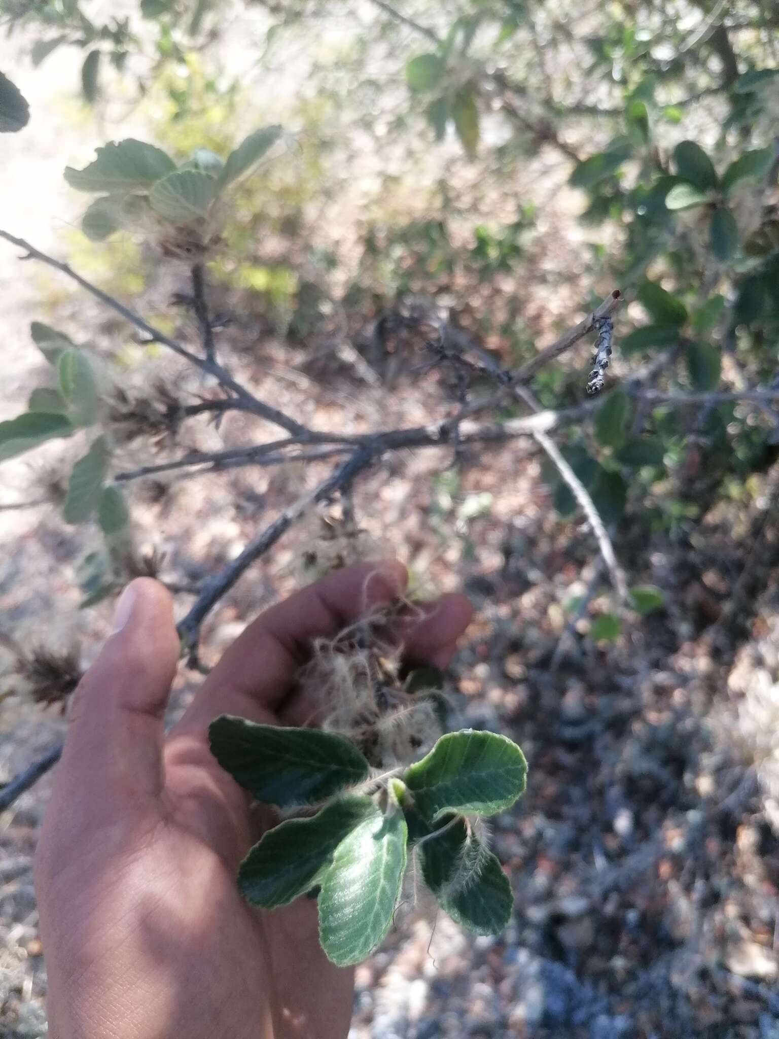 Cercocarpus macrophyllus C. Schneid.的圖片