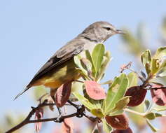 Image of Yellow-bellied Eremomela