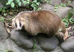 Image of Japanese Badger