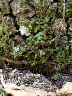 Image of Perenniporia phloiophila Gilb. & M. Blackw. 1984