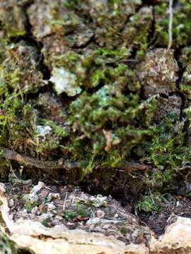 صورة Perenniporia phloiophila Gilb. & M. Blackw. 1984