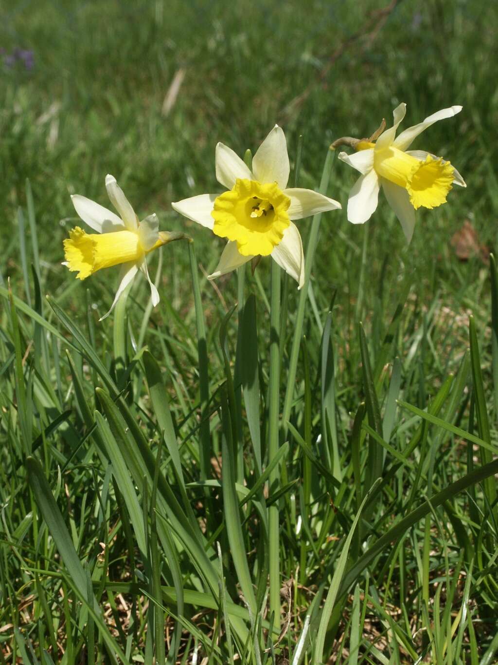 Image of daffodil