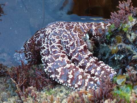 Image of ochre sea star