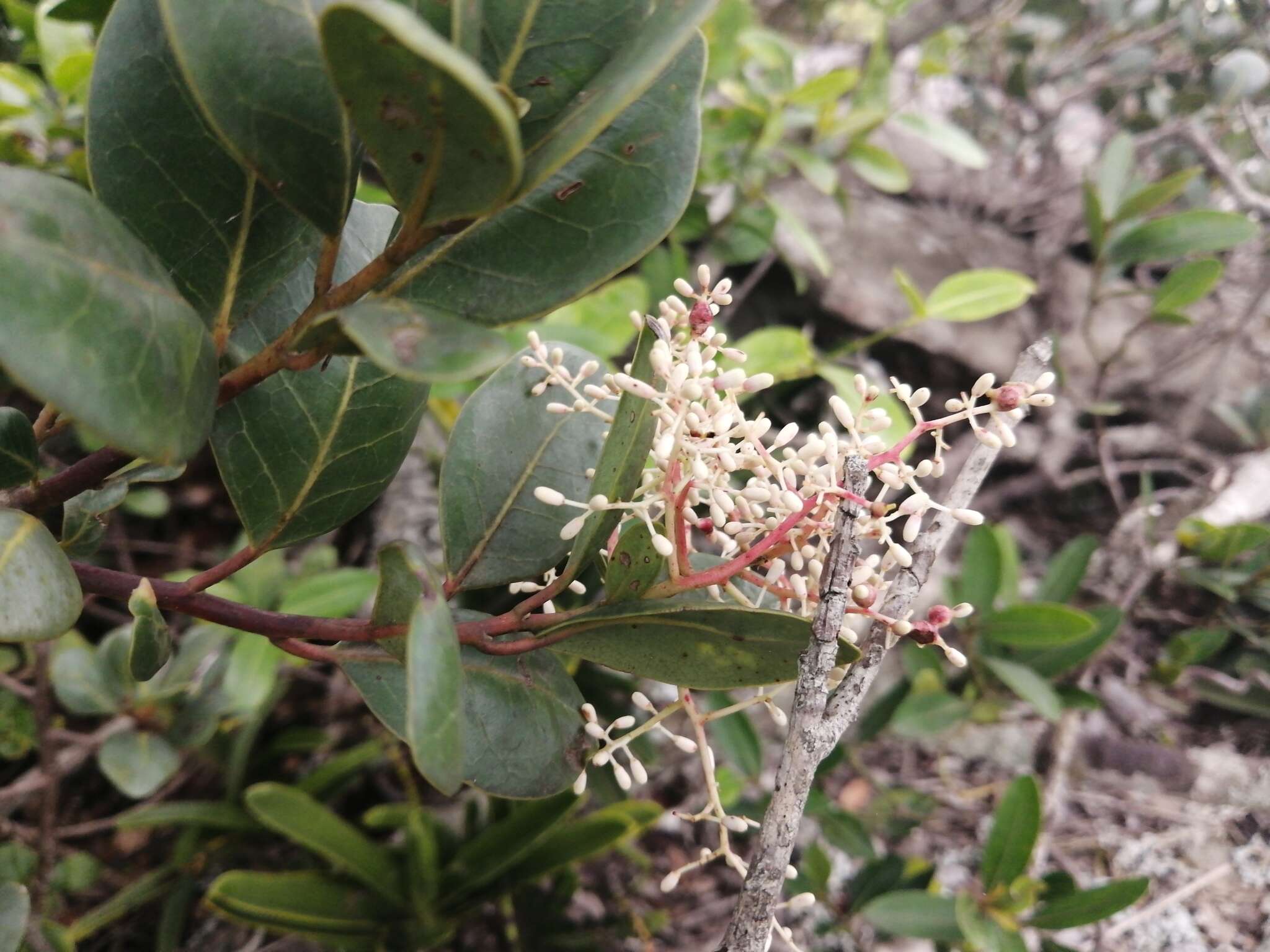 Image of Apodytes abbottii M. J. Potgieter & A. E. van Wyk