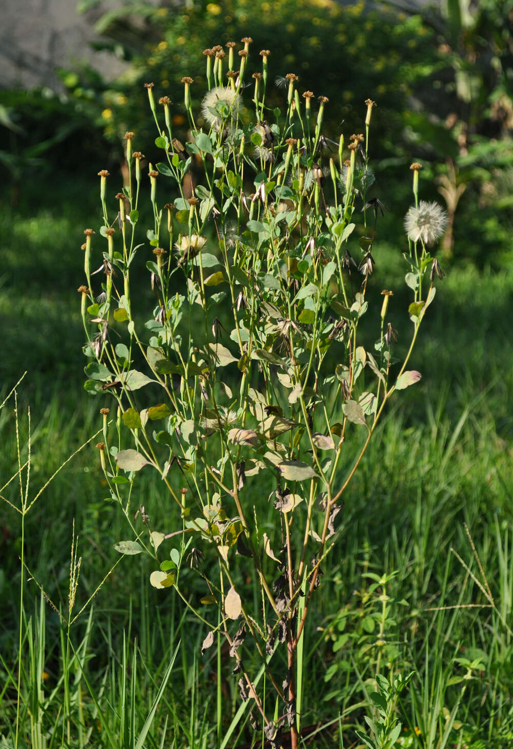 Image of yerba porosa