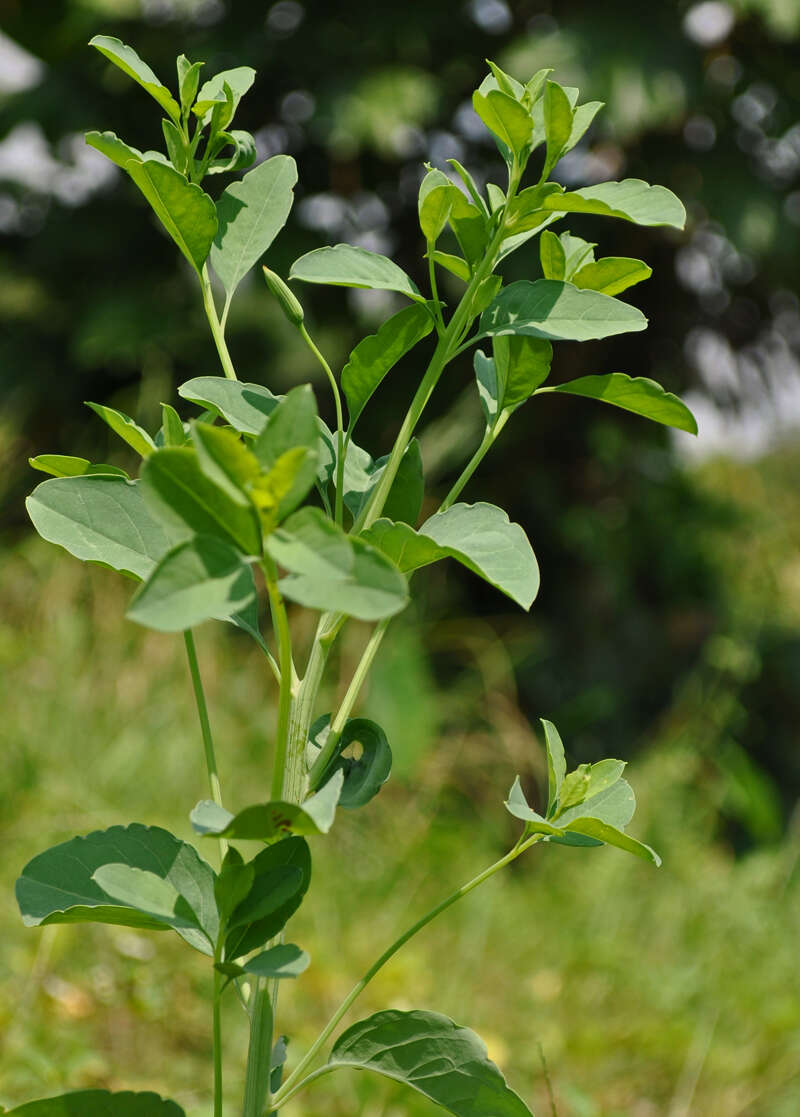 Image of yerba porosa