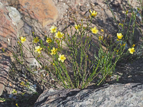 Plancia ëd Linum africanum L.