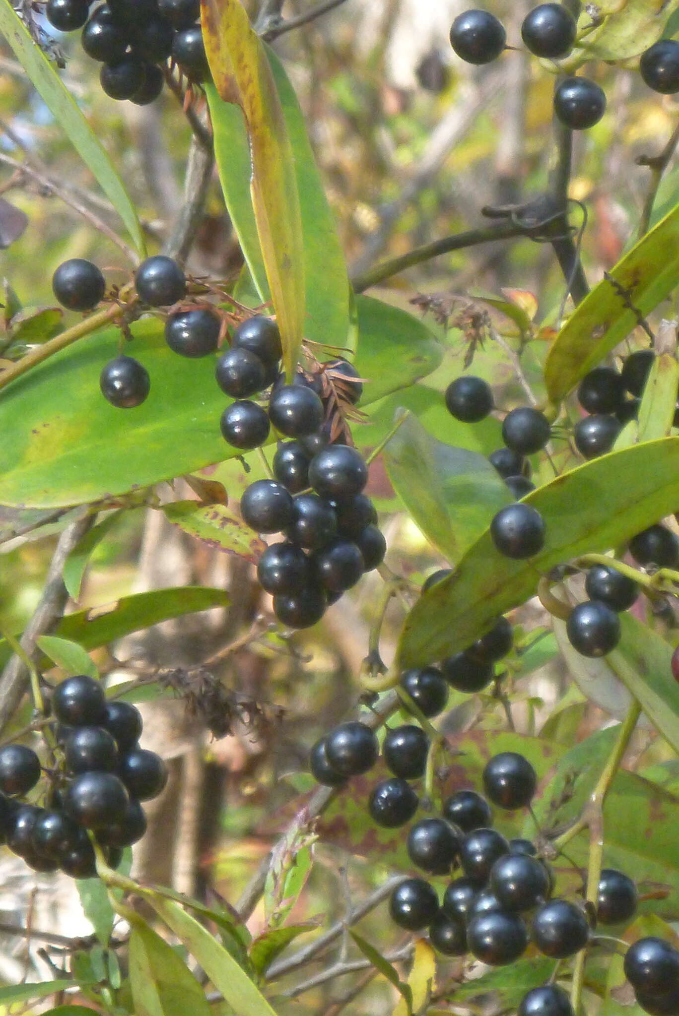 Sivun Smilax laurifolia L. kuva