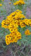 Image de Tagetes lucida Cav.