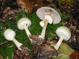 Imagem de Agaricus sylvicola