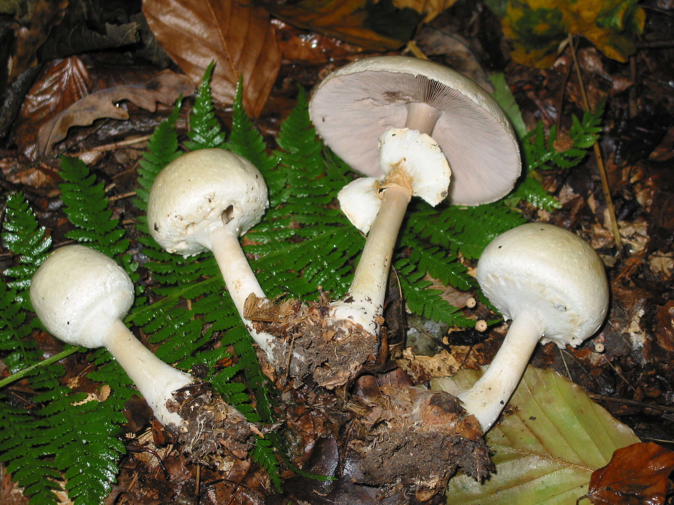 Imagem de Agaricus sylvicola