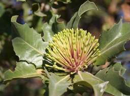 Image of holly-leaved banksia