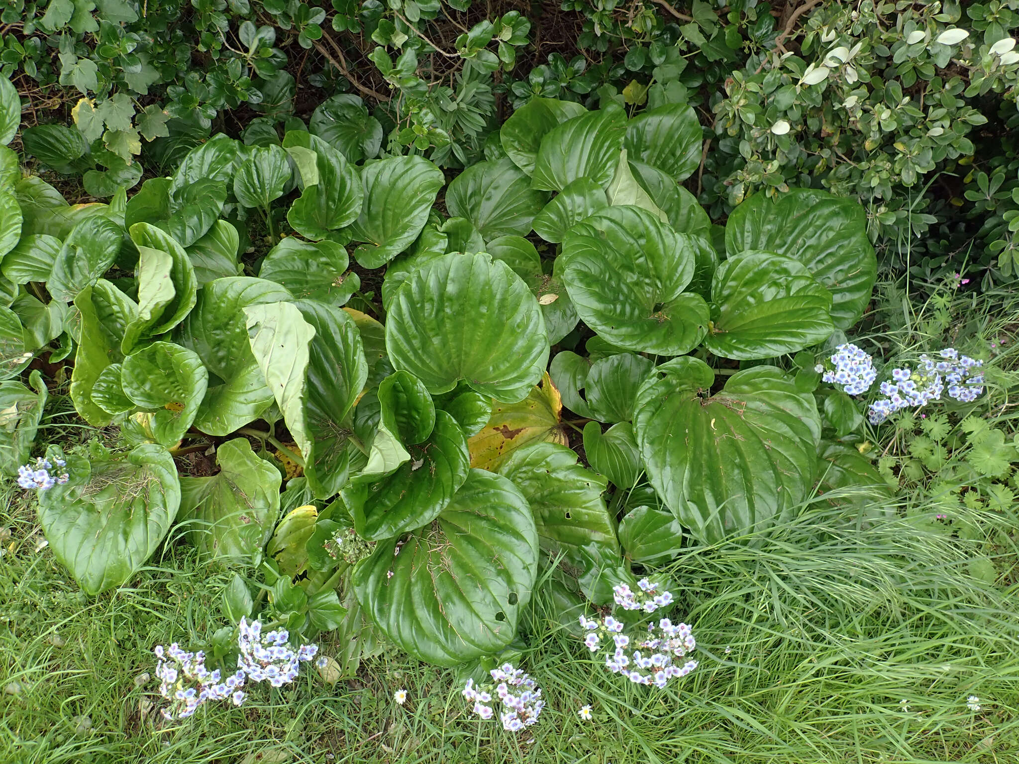 Image of giant forget-me-not