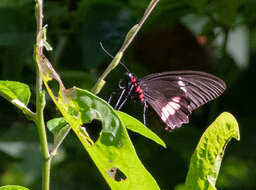 Image of Parides iphidamas (Fabricius 1793)