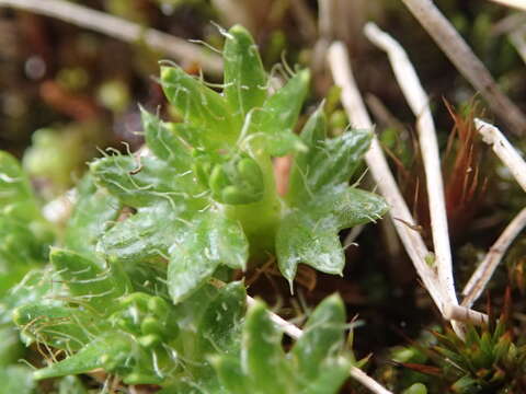 Image of Azorella selago Hook. fil.