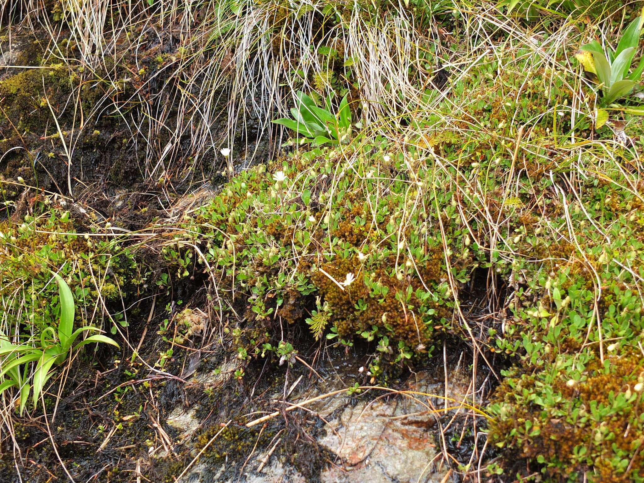 Image of Celmisia glandulosa Hook. fil.