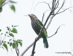 Image of Lineated Barbet