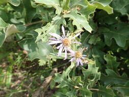 Image of eastern showy aster