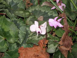 Image of Cyclamen coum Miller