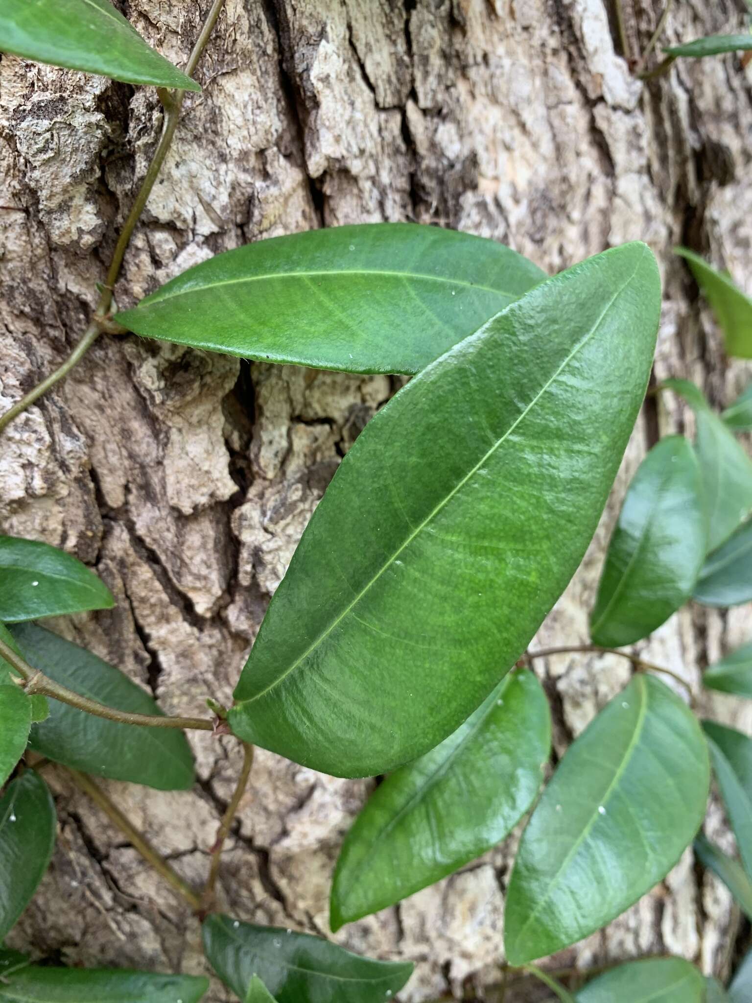 Image of Ficus punctata Thunb.