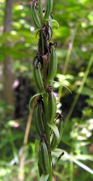 Image of lesser butterfly-orchid