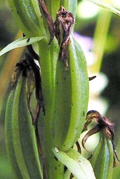 Image of lesser butterfly-orchid