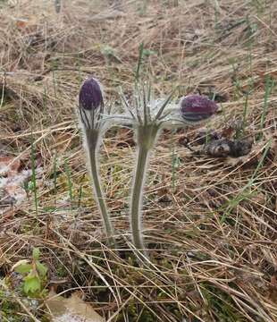 Image of Eastern Pasque Flower